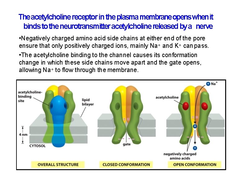 The acetylcholine receptor in the plasma membrane opens when it binds to the neurotransmitter