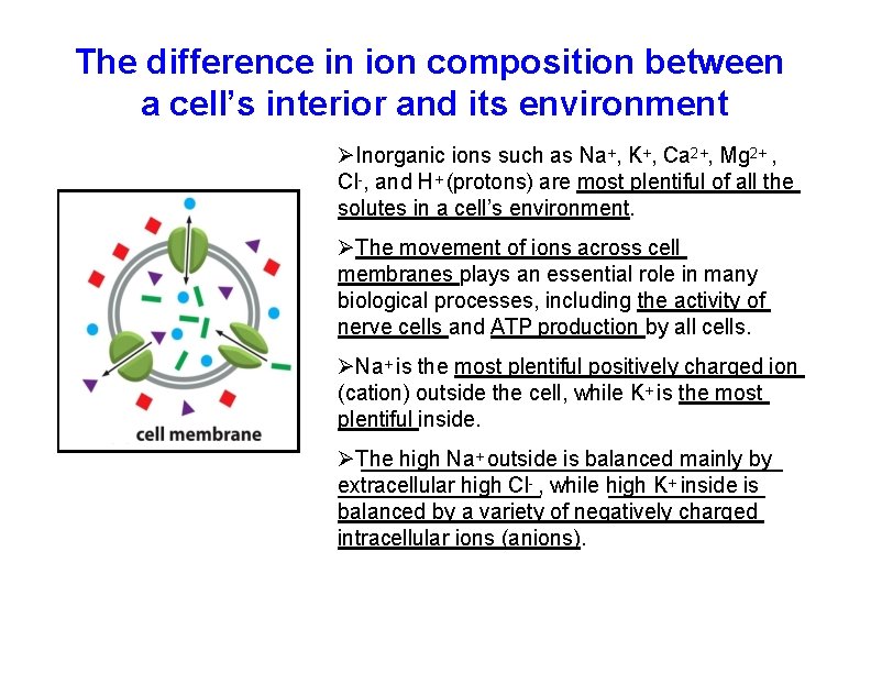 The difference in ion composition between a cell’s interior and its environment Inorganic ions