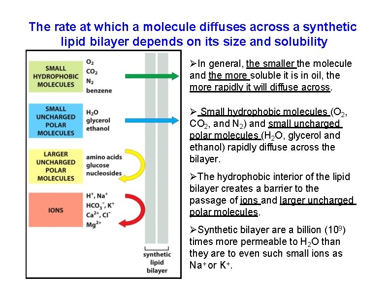 The rate at which a molecule diffuses across a synthetic lipid bilayer depends on