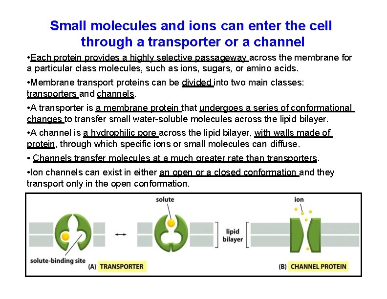 Small molecules and ions can enter the cell through a transporter or a channel