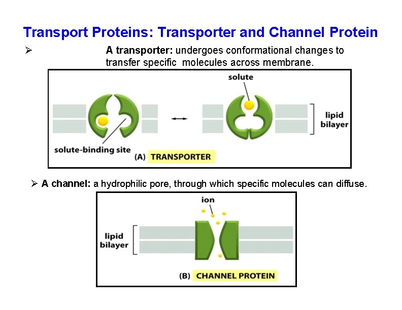 Transport Proteins: Transporter and Channel Protein A transporter: undergoes conformational changes to transfer specific