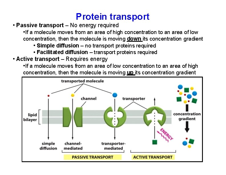Protein transport • Passive transport – No energy required • If a molecule moves