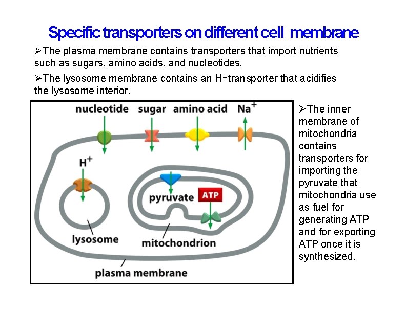 Specific transporters on different cell membrane The plasma membrane contains transporters that import nutrients