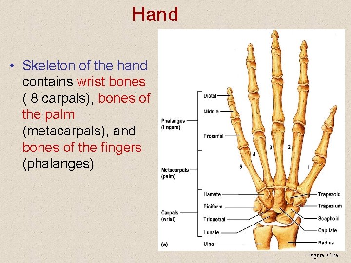 Hand • Skeleton of the hand contains wrist bones ( 8 carpals), bones of