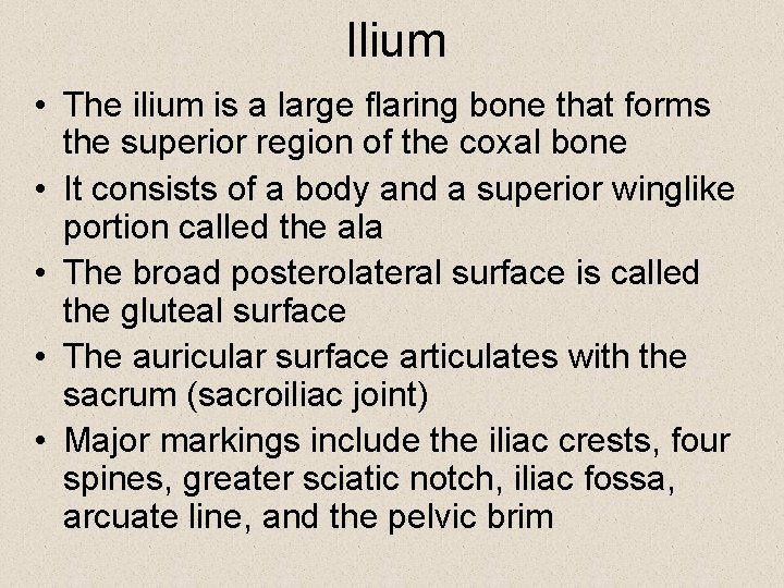 Ilium • The ilium is a large flaring bone that forms the superior region