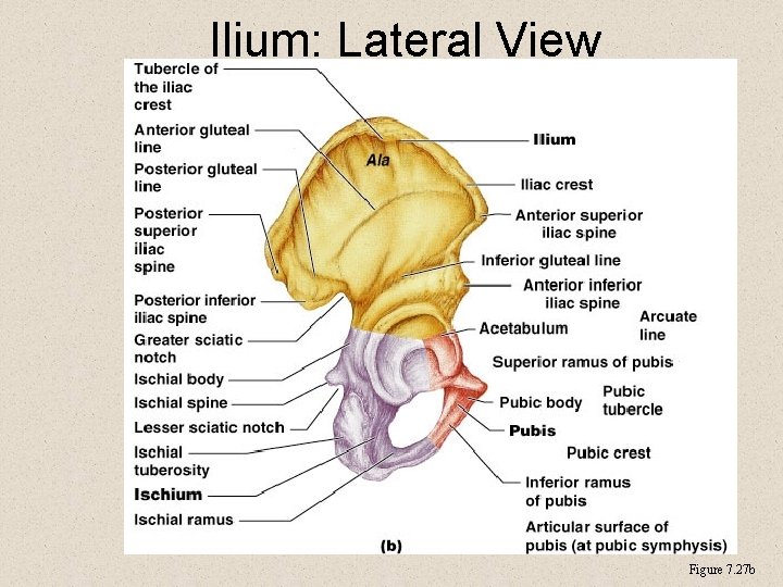 Ilium: Lateral View Figure 7. 27 b 