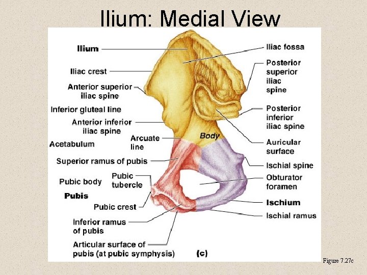 Ilium: Medial View Figure 7. 27 c 