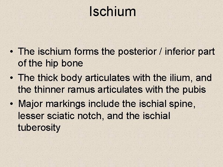 Ischium • The ischium forms the posterior / inferior part of the hip bone