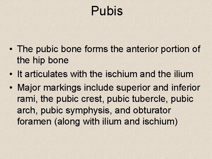 Pubis • The pubic bone forms the anterior portion of the hip bone •