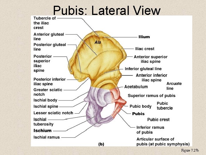 Pubis: Lateral View Figure 7. 27 b 
