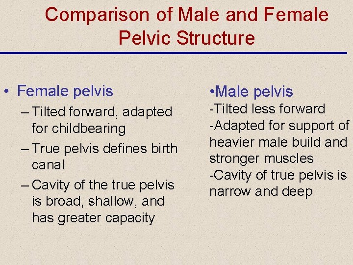 Comparison of Male and Female Pelvic Structure • Female pelvis – Tilted forward, adapted