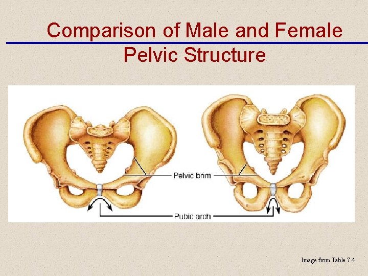 Comparison of Male and Female Pelvic Structure Image from Table 7. 4 