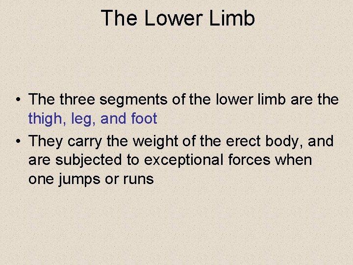 The Lower Limb • The three segments of the lower limb are thigh, leg,
