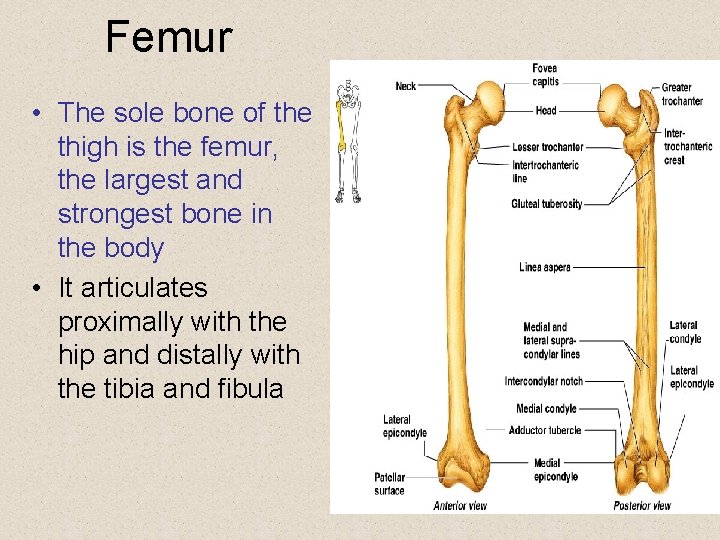 Femur • The sole bone of the thigh is the femur, the largest and