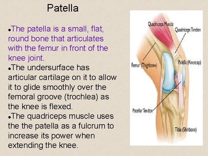 Patella The patella is a small, flat, round bone that articulates with the femur