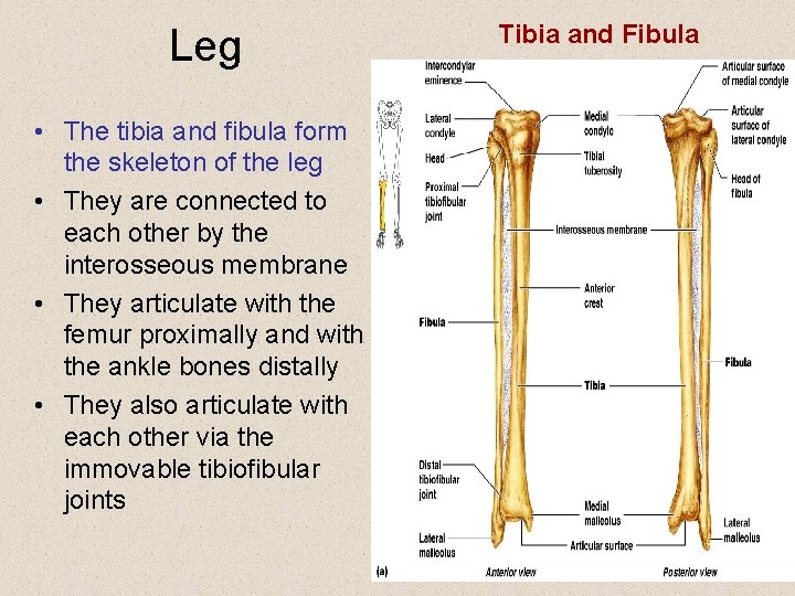 Leg • The tibia and fibula form the skeleton of the leg • They