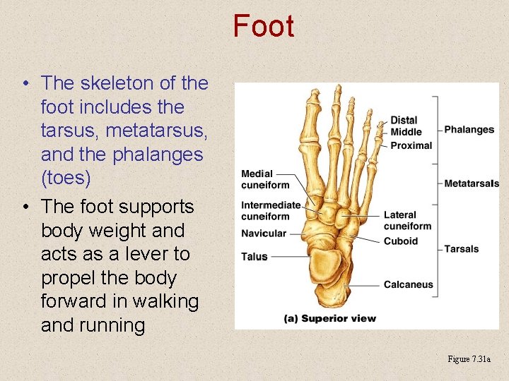 Foot • The skeleton of the foot includes the tarsus, metatarsus, and the phalanges