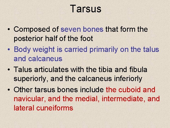 Tarsus • Composed of seven bones that form the posterior half of the foot