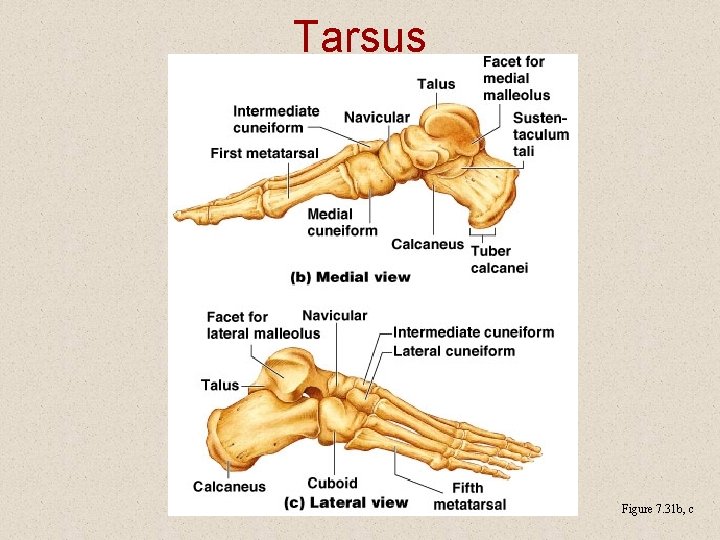 Tarsus Figure 7. 31 b, c 