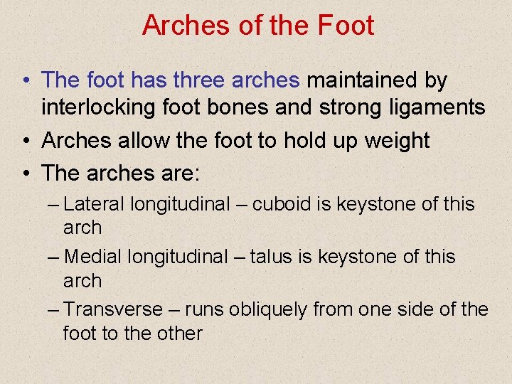 Arches of the Foot • The foot has three arches maintained by interlocking foot