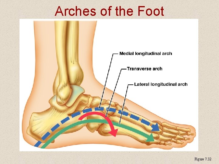 Arches of the Foot Figure 7. 32 