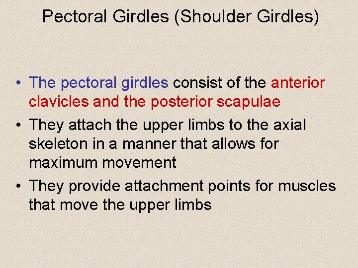 Pectoral Girdles (Shoulder Girdles) • The pectoral girdles consist of the anterior clavicles and