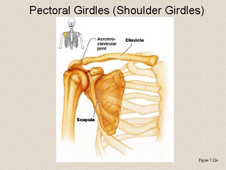 Pectoral Girdles (Shoulder Girdles) Figure 7. 22 a 