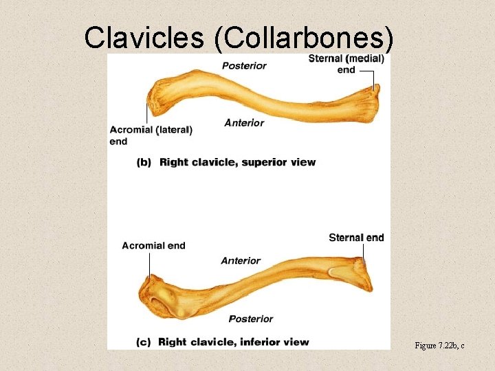 Clavicles (Collarbones) Figure 7. 22 b, c 