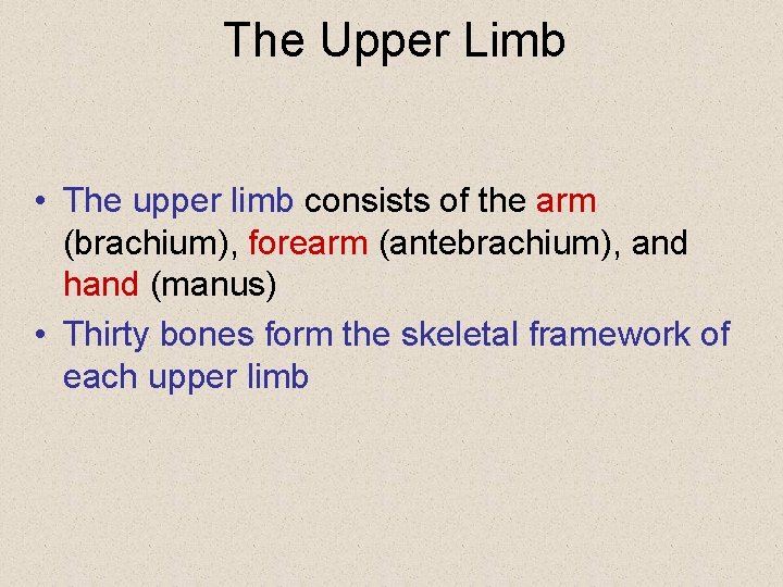The Upper Limb • The upper limb consists of the arm (brachium), forearm (antebrachium),
