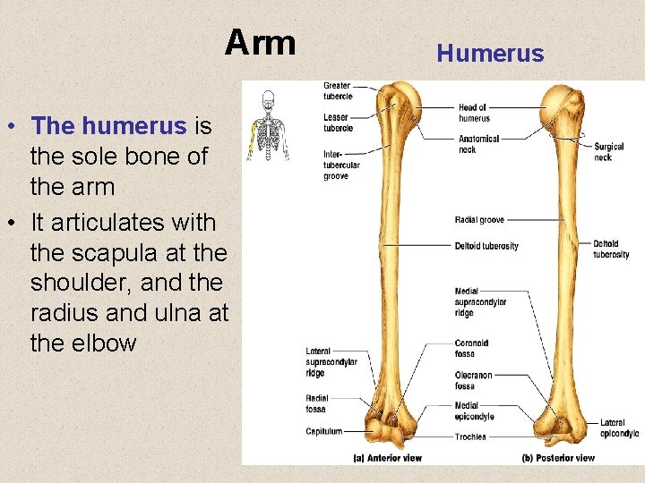 Arm • The humerus is the sole bone of the arm • It articulates