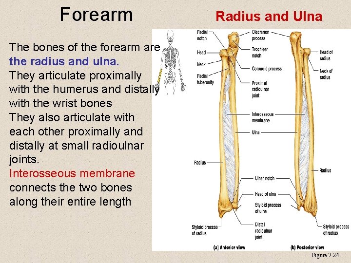 Forearm Radius and Ulna The bones of the forearm are the radius and ulna.