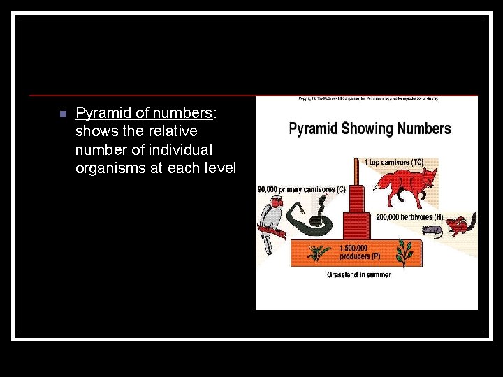 n Pyramid of numbers: shows the relative number of individual organisms at each level