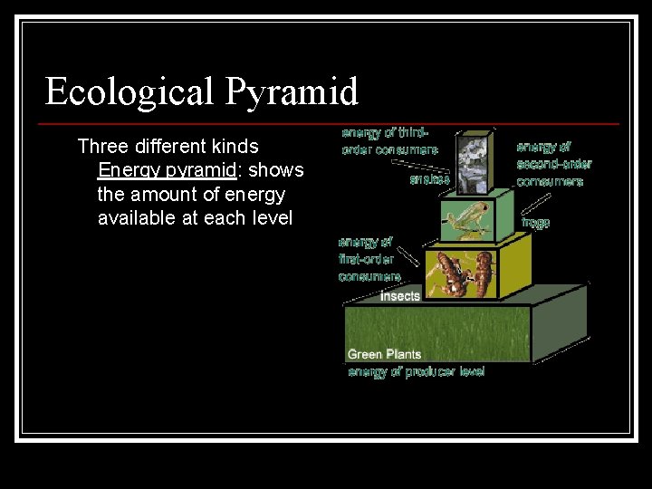 Ecological Pyramid Three different kinds Energy pyramid: shows the amount of energy available at