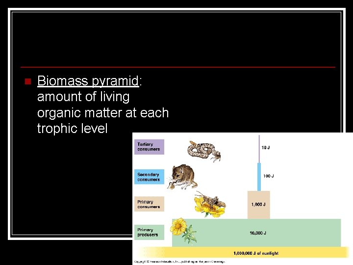 n Biomass pyramid: amount of living organic matter at each trophic level 