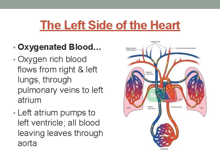 upper right chamber of the heart that receives oxygenated blood
