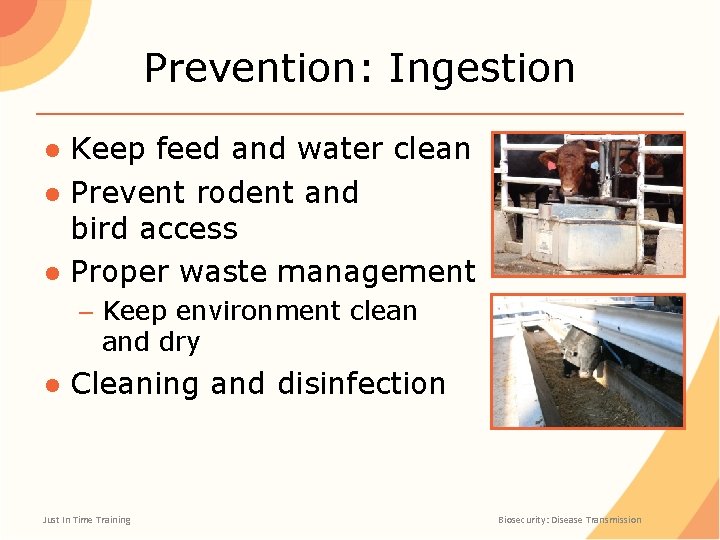 Prevention: Ingestion ● Keep feed and water clean ● Prevent rodent and bird access