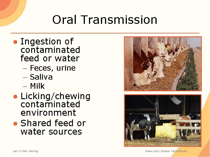 Oral Transmission ● Ingestion of contaminated feed or water – Feces, urine – Saliva