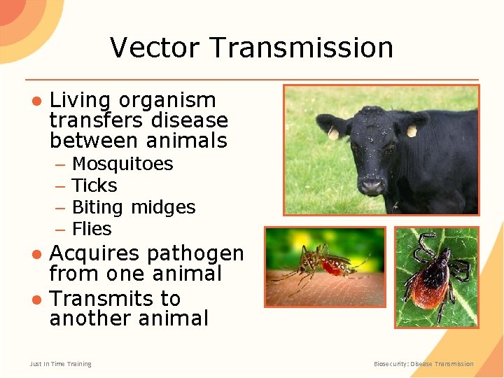 Vector Transmission ● Living organism transfers disease between animals – Mosquitoes – Ticks –