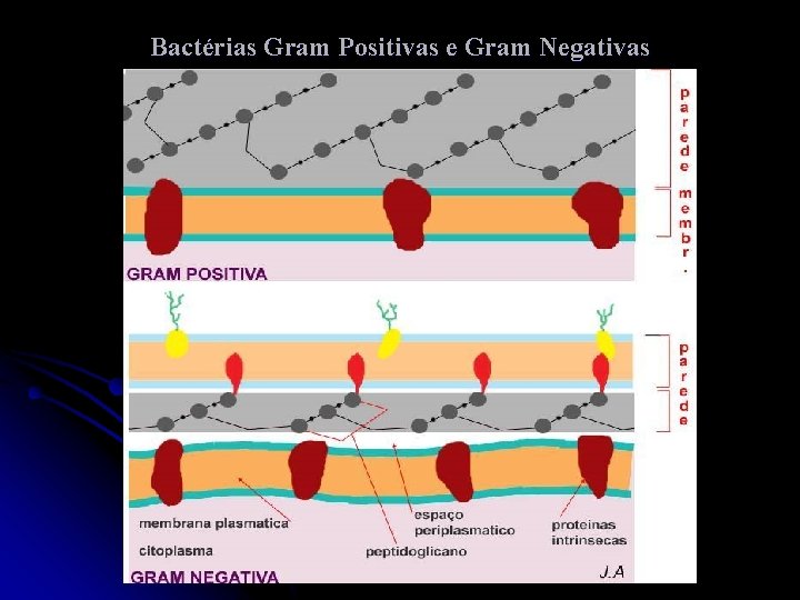Bactérias Gram Positivas e Gram Negativas 
