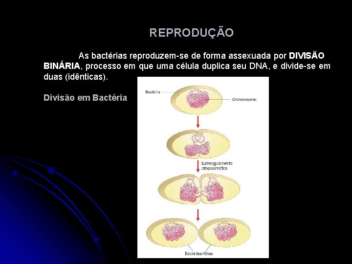 REPRODUÇÃO As bactérias reproduzem-se de forma assexuada por DIVISÃO BINÁRIA, processo em que uma