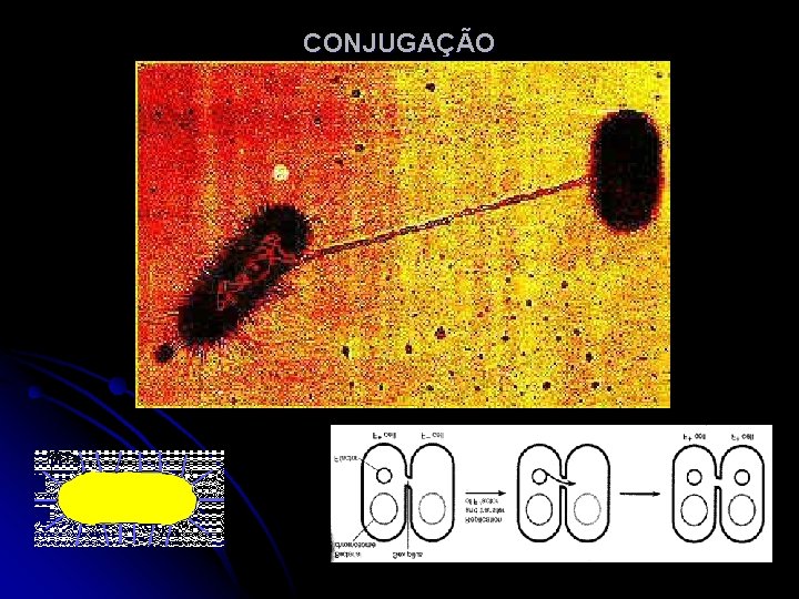 CONJUGAÇÃO 