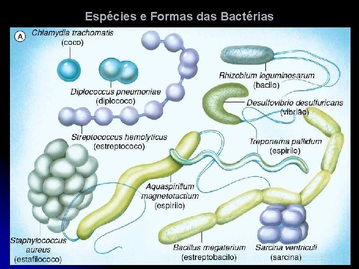 Espécies e Formas das Bactérias 