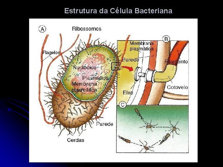 Estrutura da Célula Bacteriana 