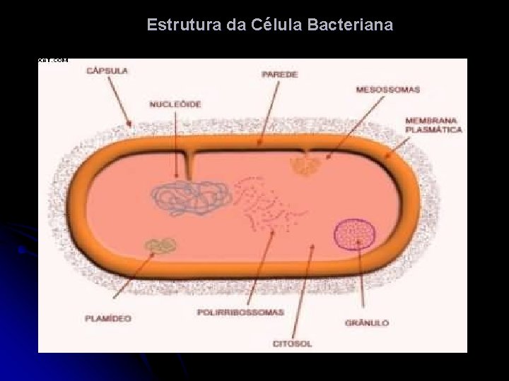 Estrutura da Célula Bacteriana 