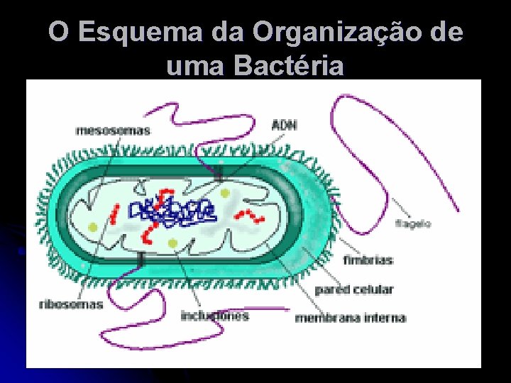 O Esquema da Organização de uma Bactéria 