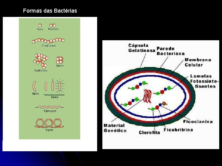 Formas das Bactérias 