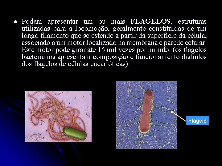 l Podem apresentar um ou mais FLAGELOS, estruturas utilizadas para a locomoção, geralmente constituídas