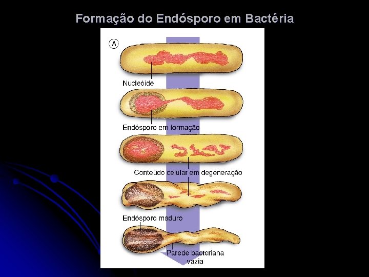 Formação do Endósporo em Bactéria 