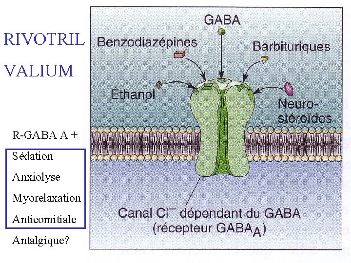 RIVOTRIL VALIUM R-GABA A + Sédation Anxiolyse Myorelaxation Anticomitiale Antalgique? 