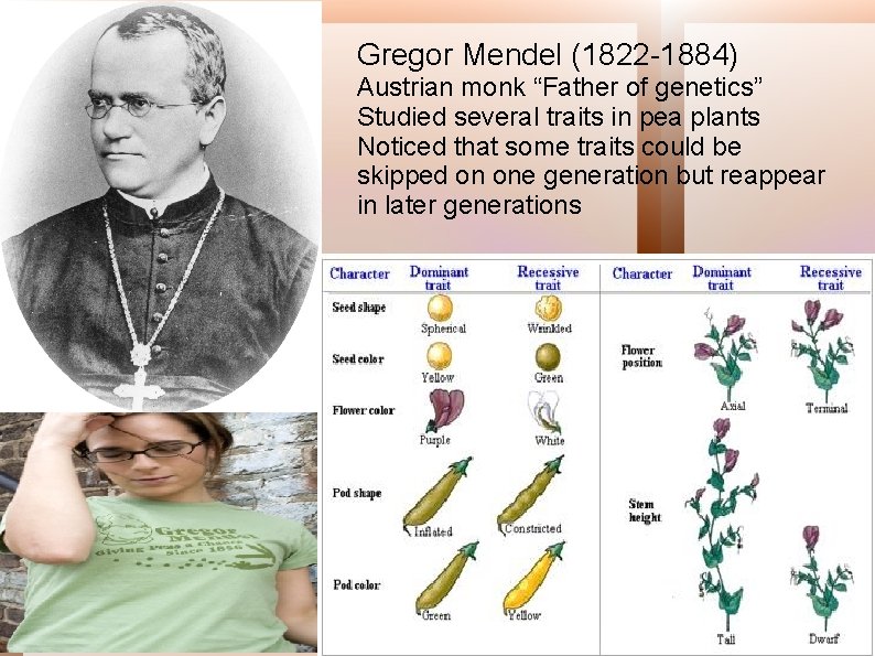Gregor Mendel (1822 -1884) Austrian monk “Father of genetics” Studied several traits in pea
